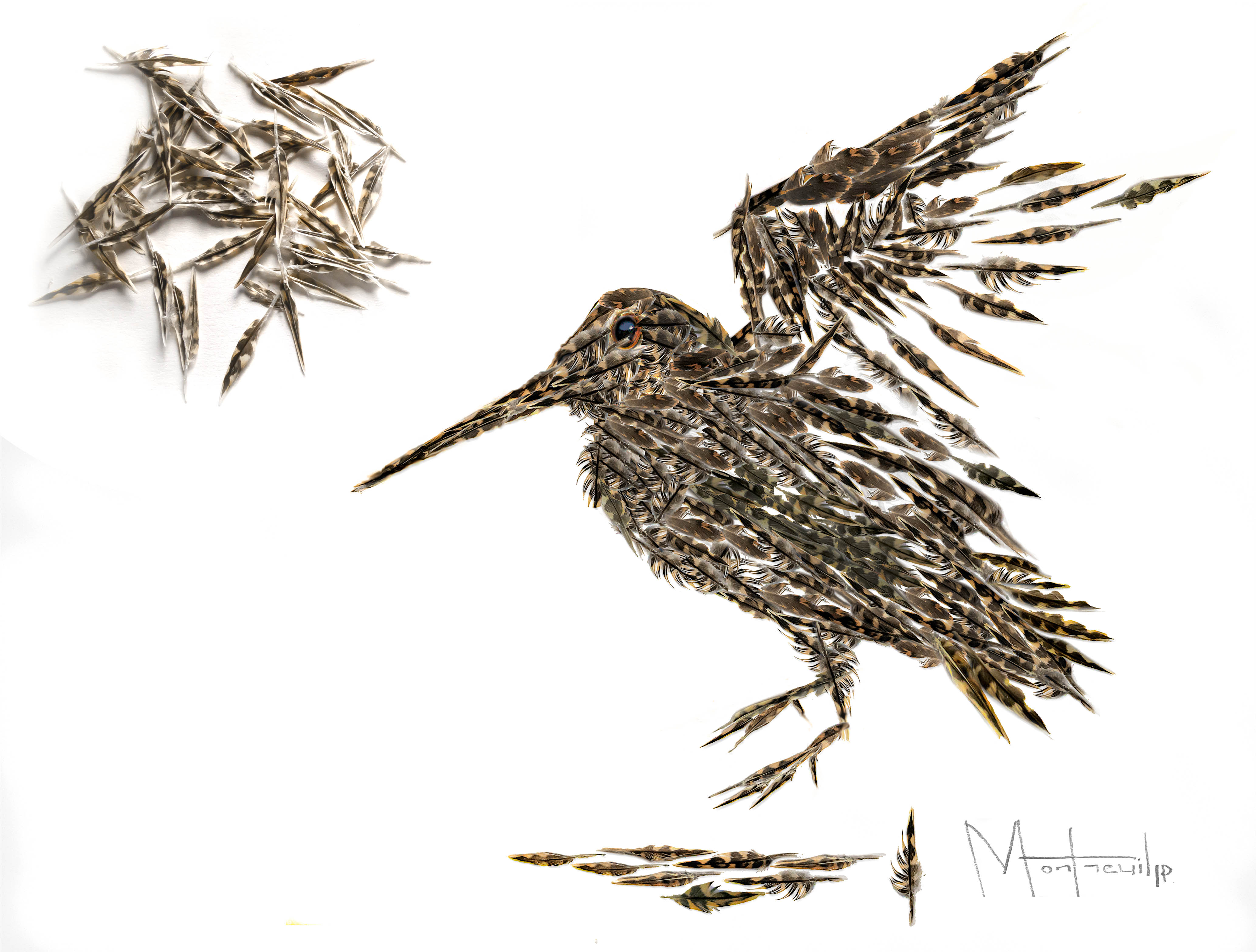 Illustration naturaliste d'un oiseau de chasse aux plumes marbrées, accompagné de détails de plumes isolées sur fond blanc.