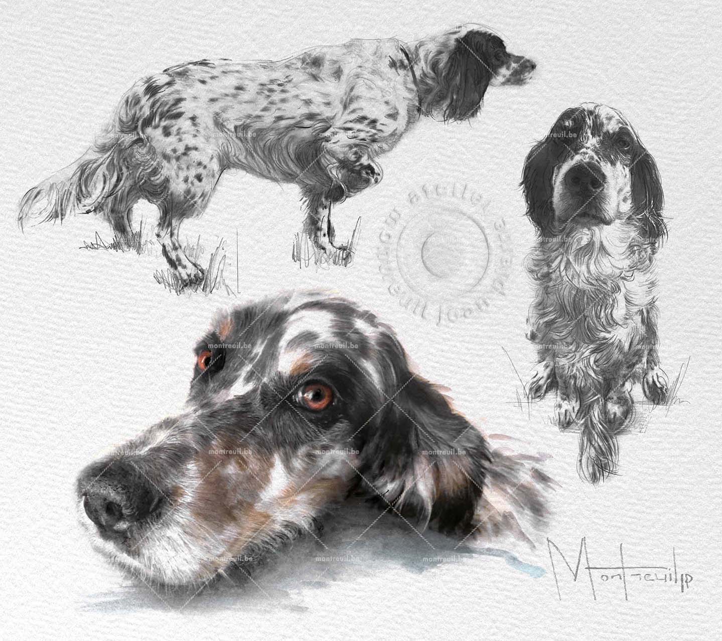 Trois dessins au crayon d'un spaniel anglais sous différents angles, montrant la tête, le profil et la posture avec détails des yeux expressifs.