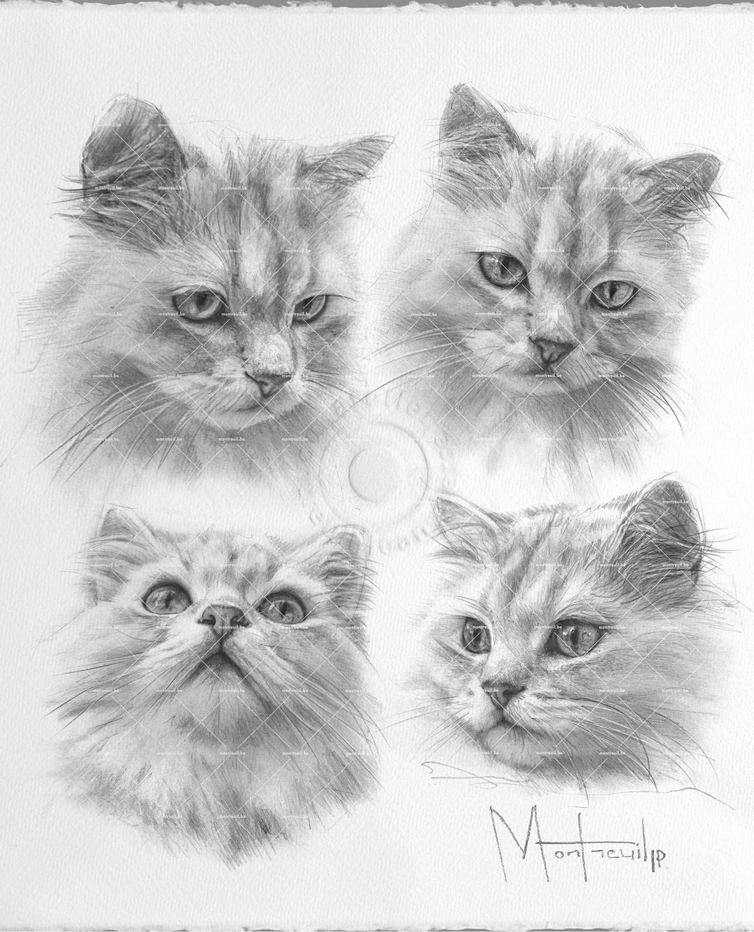 Quatre portraits de chats dessinés au crayon, montrant différentes expressions et angles de vue avec un rendu réaliste et détaillé.