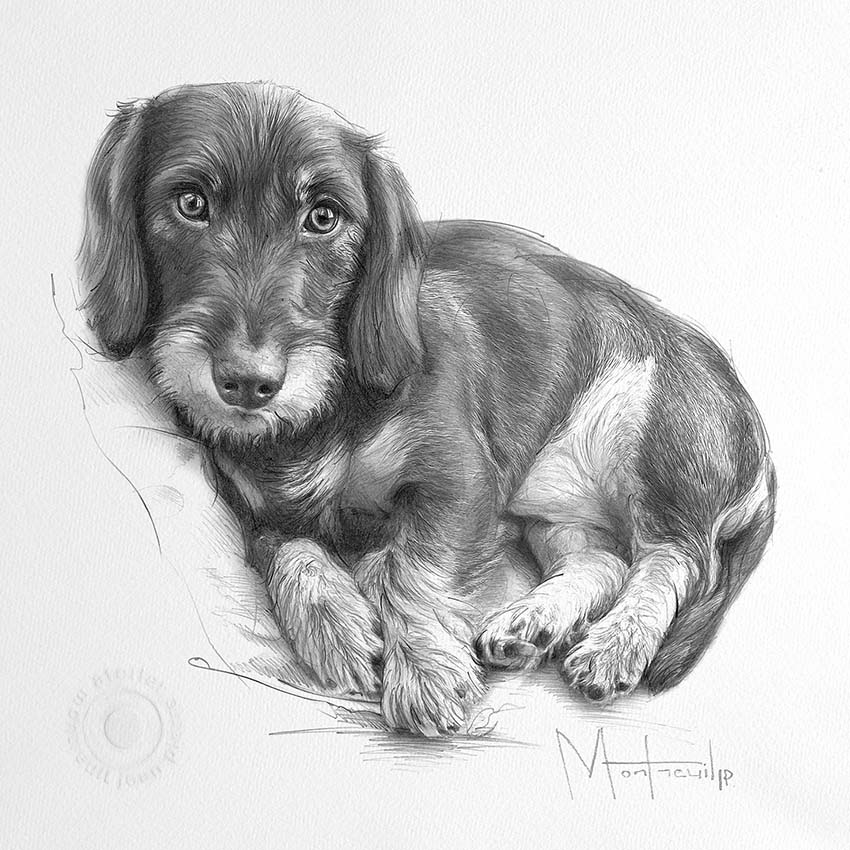Dessin au crayon d'un chien aux oreilles tombantes, assis et regardant tendrement vers l'avant