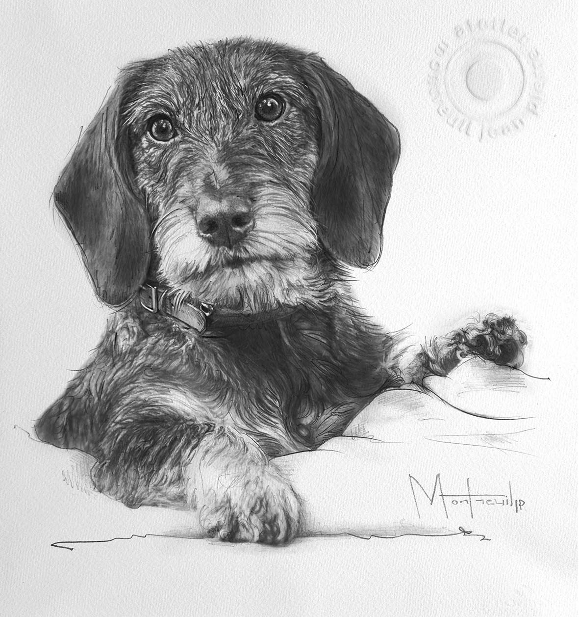 Dessin au crayon d'un chien au pelage long et bouclé portant un collier, allongé avec une patte tendue vers l'avant