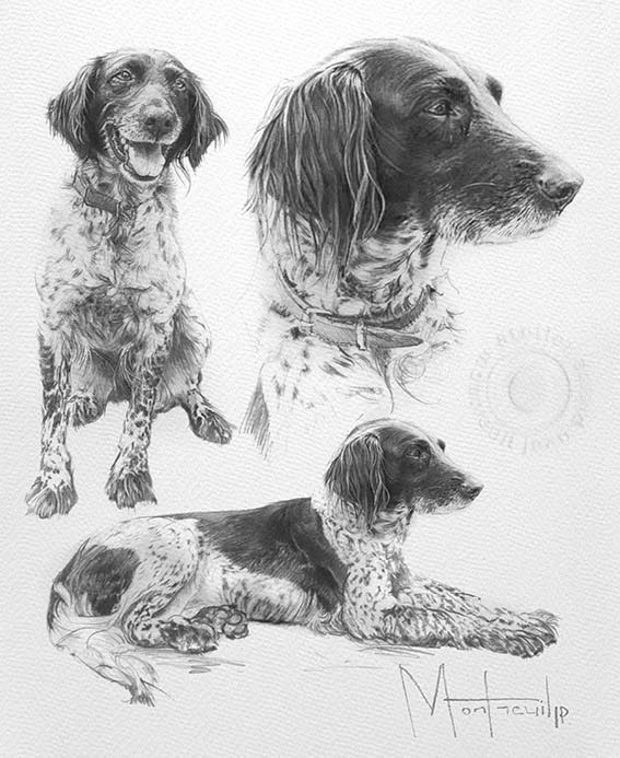 Trois dessins au crayon de chiens de chasse en différentes poses : assis de face, profil avec collier, et couché de profil
