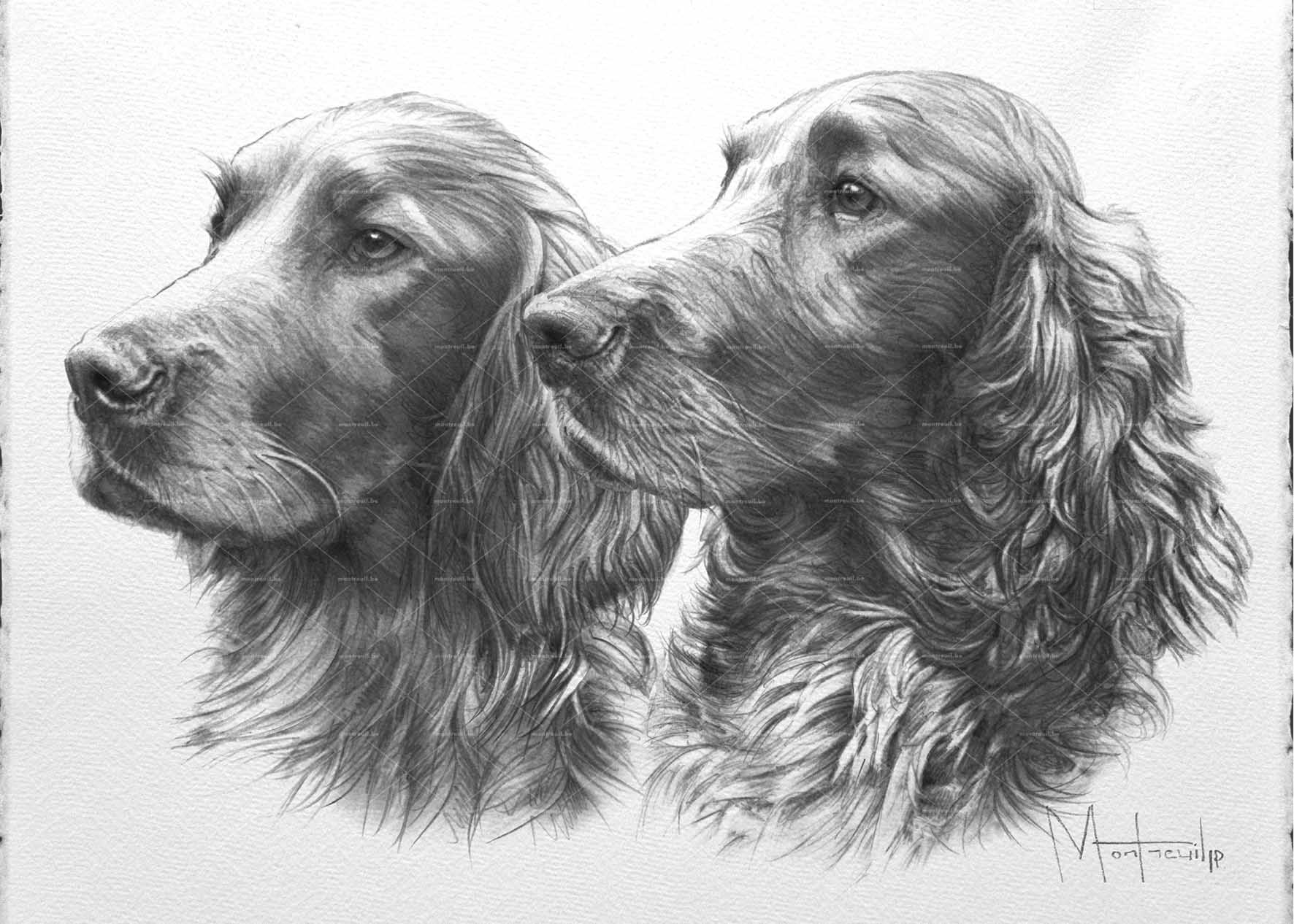 Dessin au crayon de deux chiens épagneuls aux longs pelages ondulants, regardant vers le haut avec une expression douce et noble.