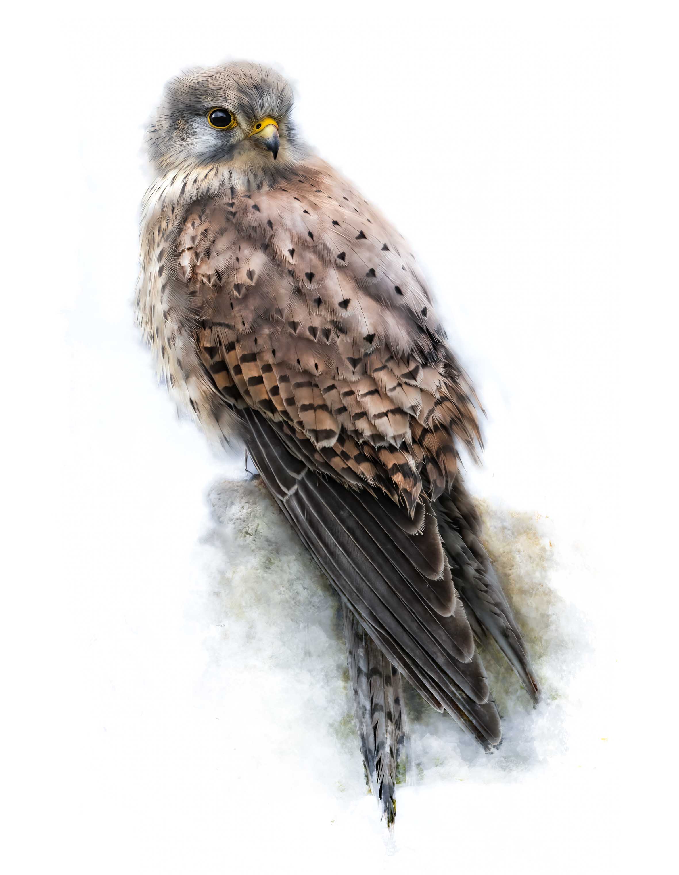 Faucon perché sur une pierre, tête tournée vers la gauche, plumage gris et roux tacheté, fond blanc