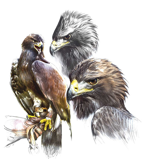 Trois aigles aux plumages contrastés avec des têtes blanches et brunes, aux yeux perçants et aux serres puissantes.