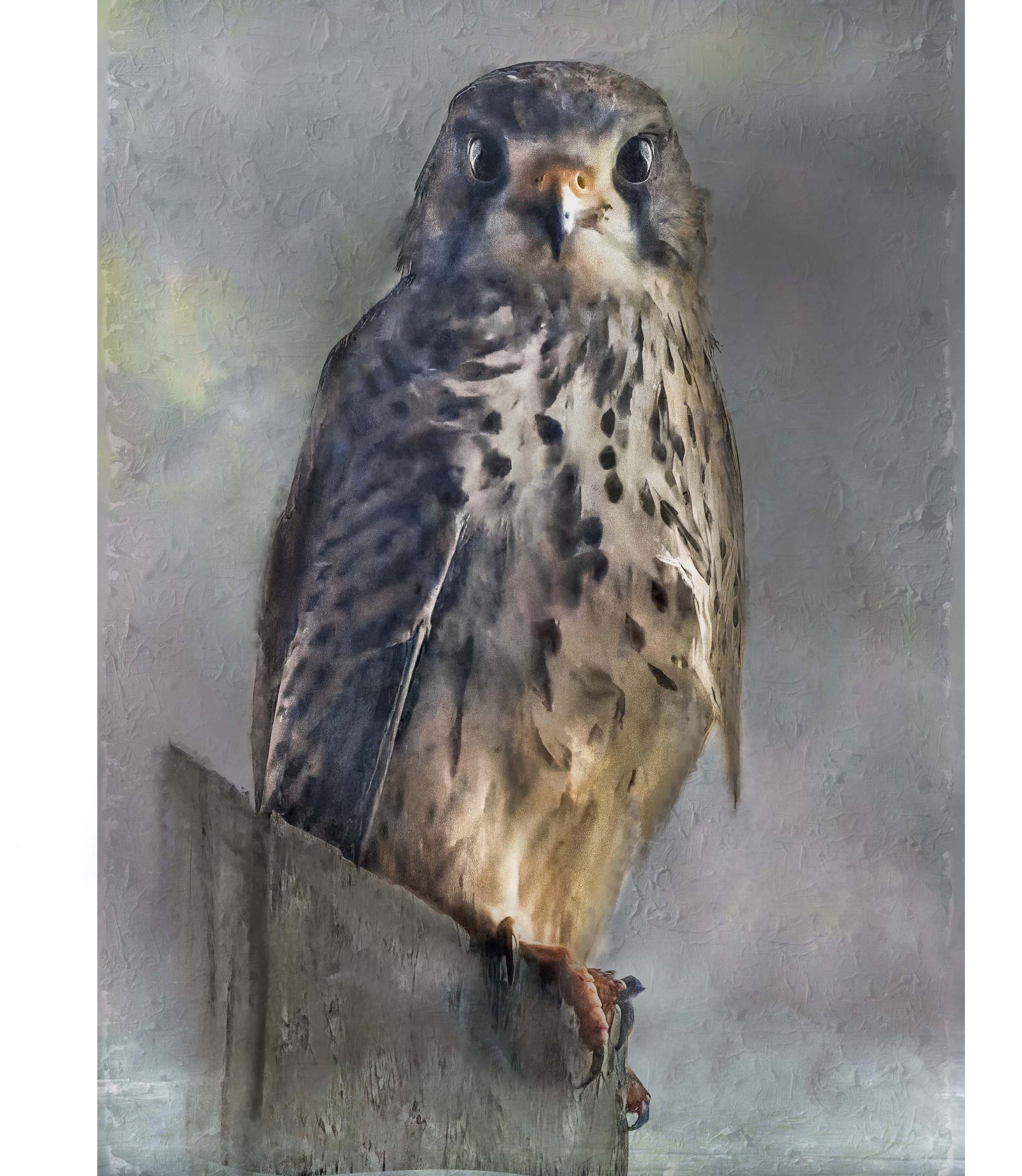 Un faucon perché sur une pierre, observant frontalement avec ses yeux perçants, au plumage tacheté et blanc distinctif.