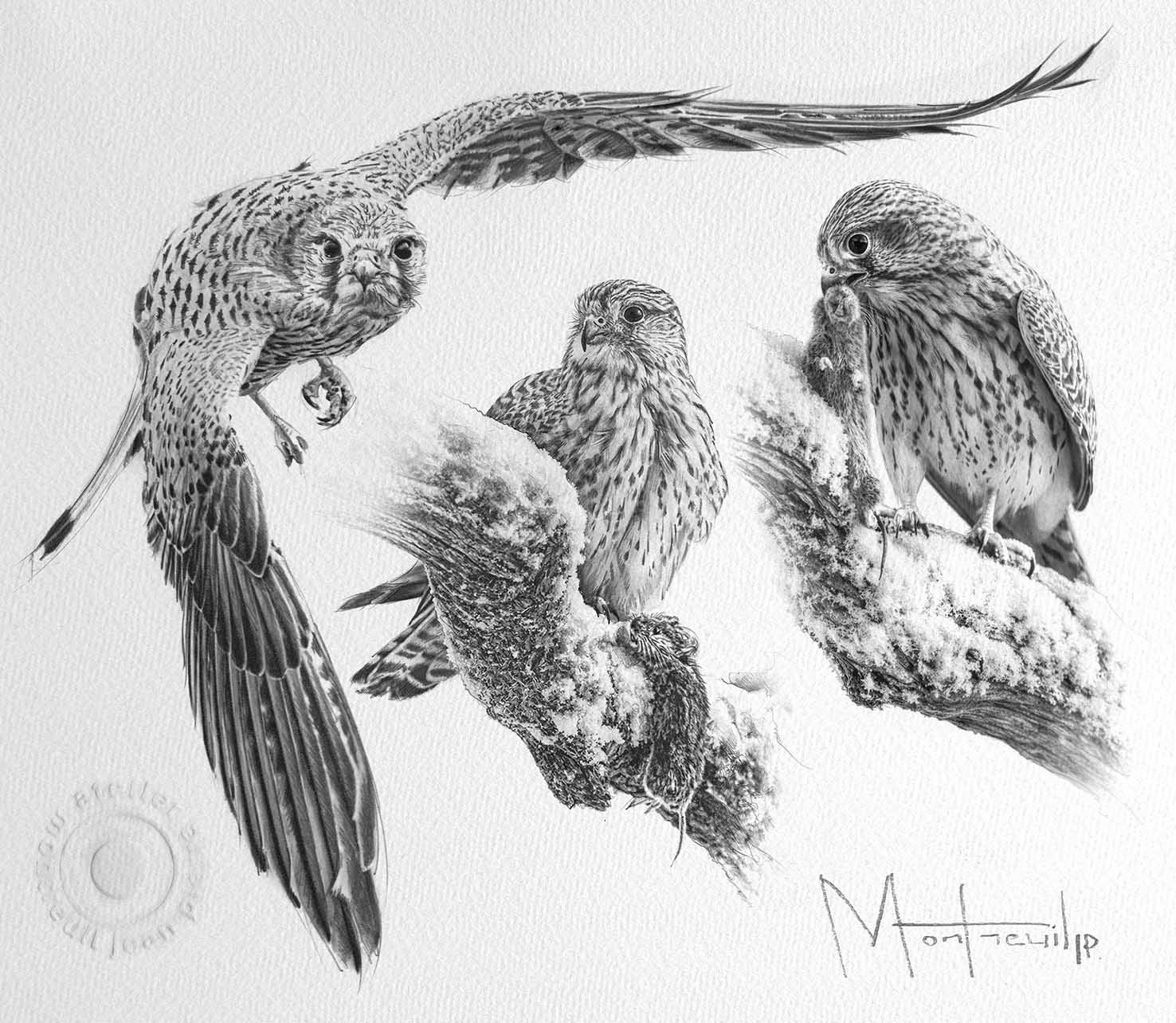 Dessin au crayon détaillé de trois faucons perchés, montrant leurs plumages tachetés et leurs regards intenses et perçants.