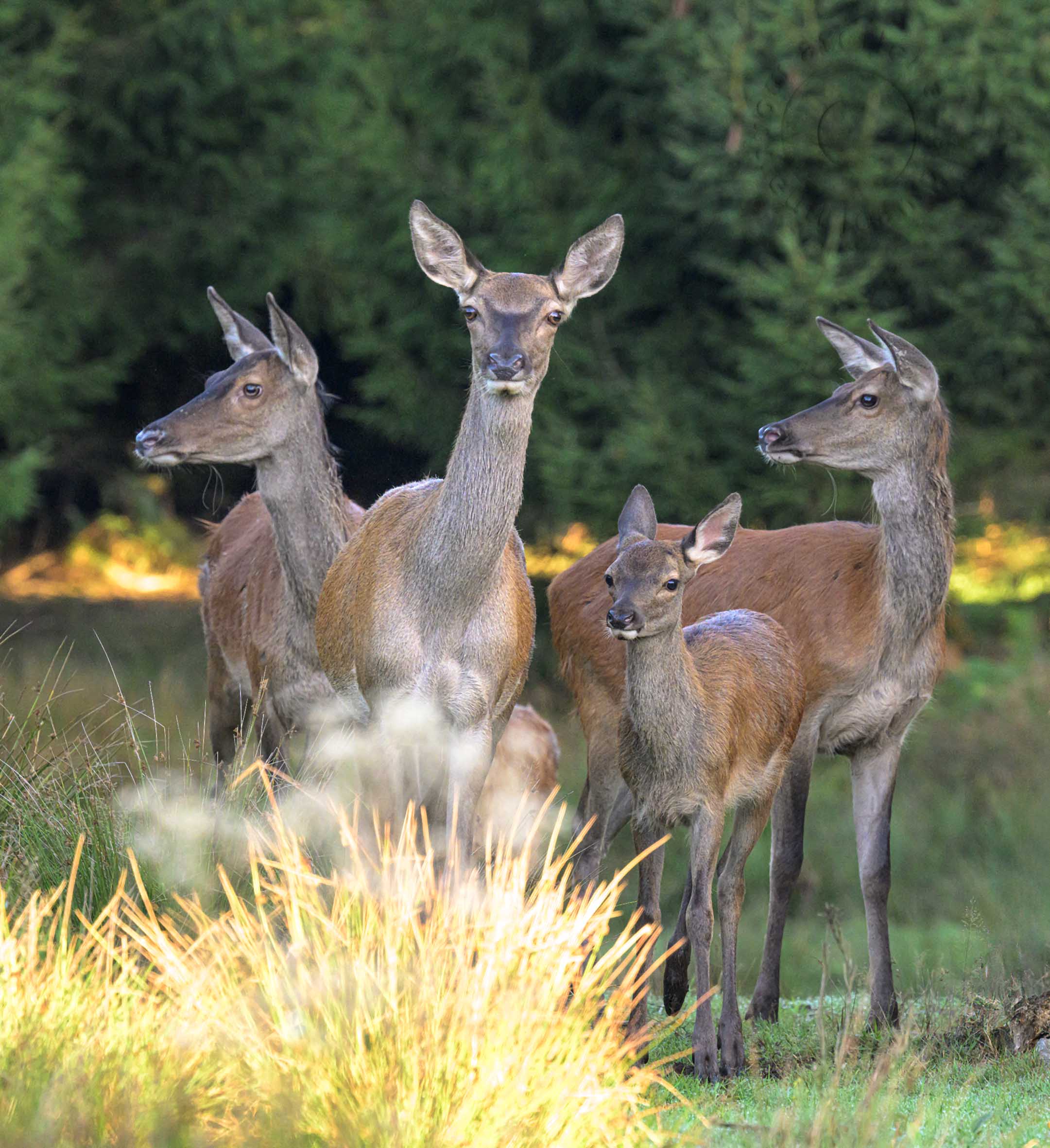 Une mère cerf et ses trois faons se tiennent ensemble dans une clairière herbeuse face à la caméra, forêt verte en arrière-plan.