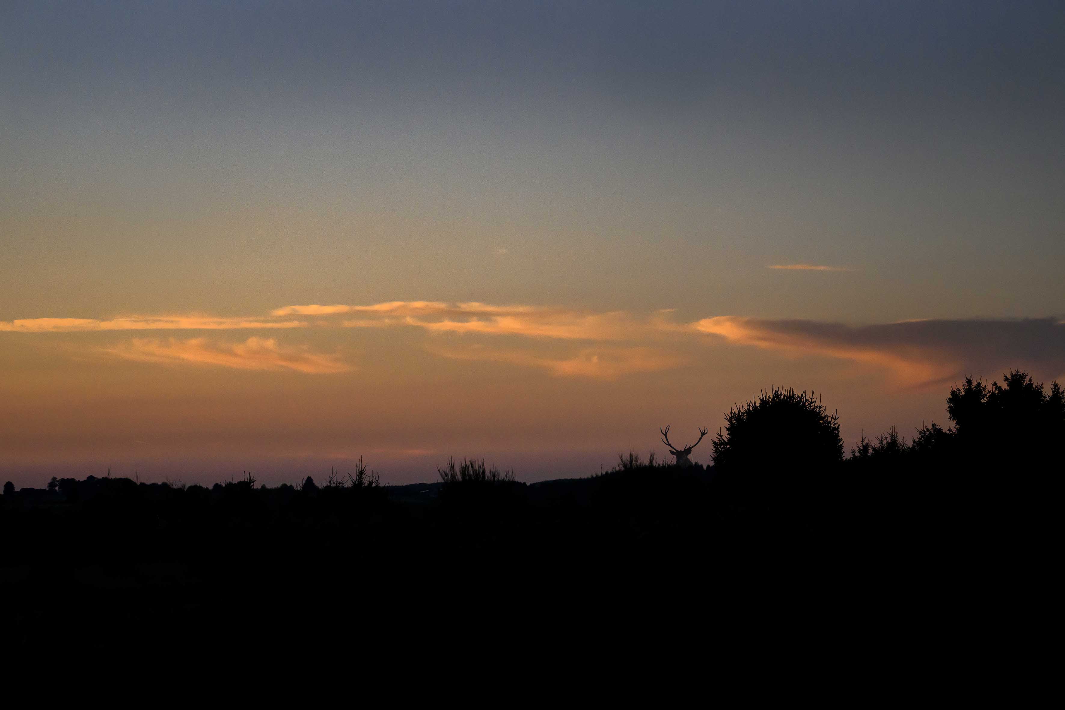 Un cerf aux bois imposants se dresse en silhouette contre un ciel orangé et violet au coucher du soleil, entouré de buissons sombres.