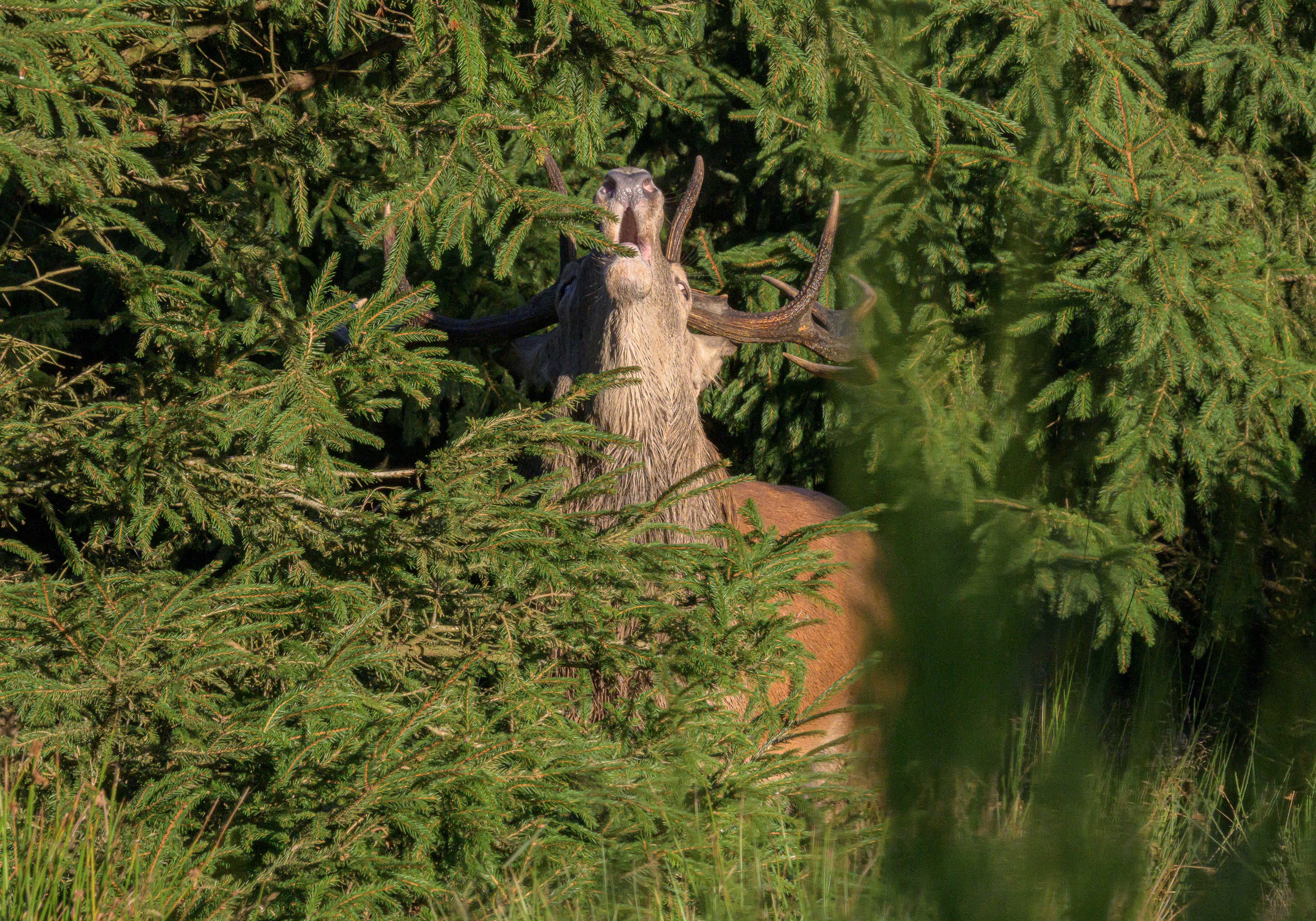 Un cerf aux bois imposants se cache parmi les sapins verts, broutant la végétation de la forêt.